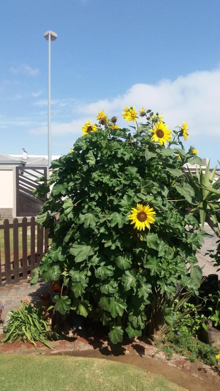 ولفس بي Sunflower Self-Catering المظهر الخارجي الصورة